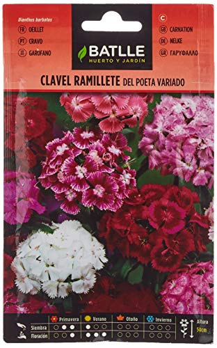 Semillas de Flores - Ramillete de Clavel de Poeta Doble Abigarrado - Batlle