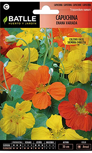 Semillas de flores - Capuchina enana jaspeada - Batlle