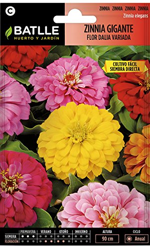 Semillas de flores - Dalia jaspeada Zinnia gigante - Batlle