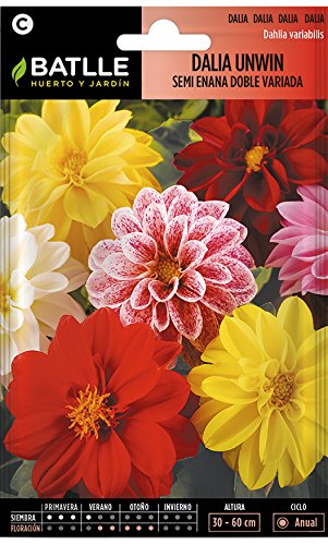 Semillas de flores - Dahlia Unwin semi enana doble jaspeada - Batlle